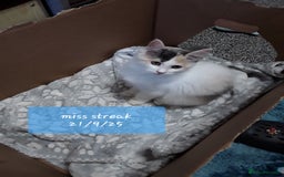 Ragcoon cats for sale: FINAL REDUCTION £300  Stunning, chunky ragcoons  - Image 11
