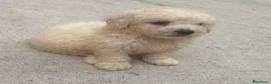 Poochon 2