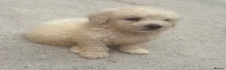 Poochon dogs for sale: Poochon puppies for sale  in Cookstown - Advert 4