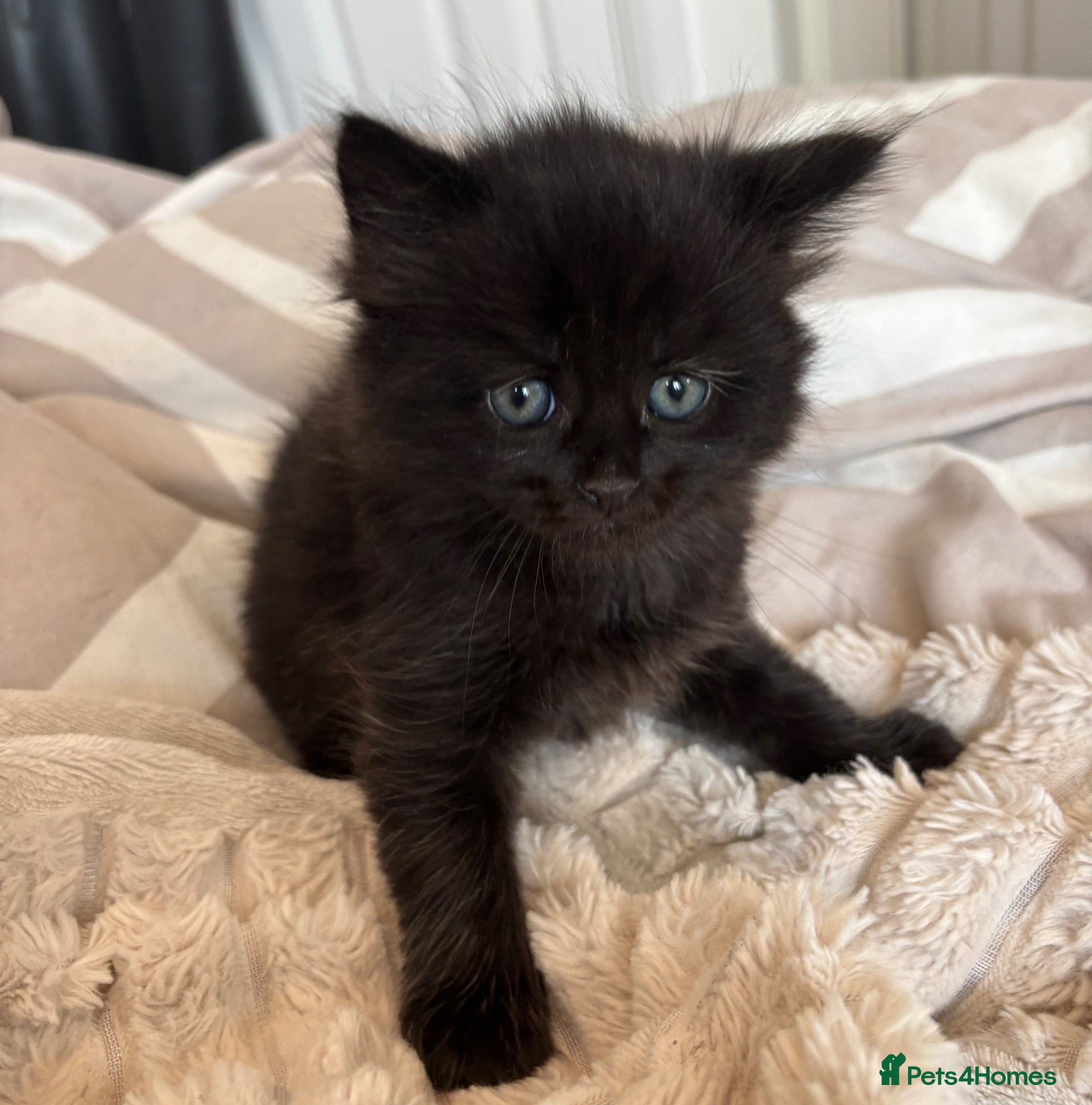 Mixed Breed cats Kittens for Sale - Advert 1