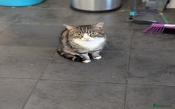 Domestic Shorthair cats for sale: Friendly Indoor & Outdoor Cat for new home - Image 7