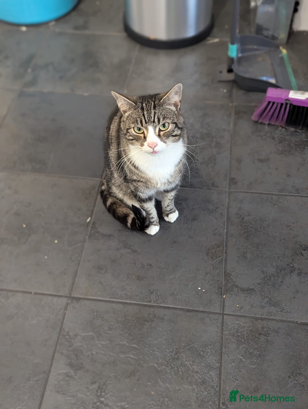 Domestic Shorthair cats for sale: Friendly Indoor & Outdoor Cat for new home - Image 7