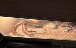 Corn Snake reptiles for sale: Adult Corn Snake Male  - Image 6