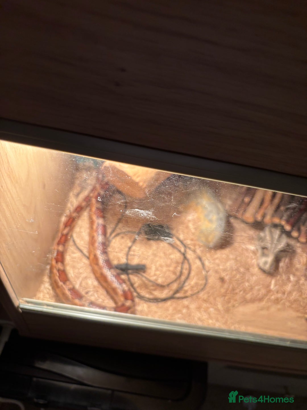 Corn Snake reptiles for sale: Adult Corn Snake Male  - Image 6