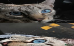 Bengal cats for sale: 5 Bengal Kittens (snow, brown, black) - Image 14