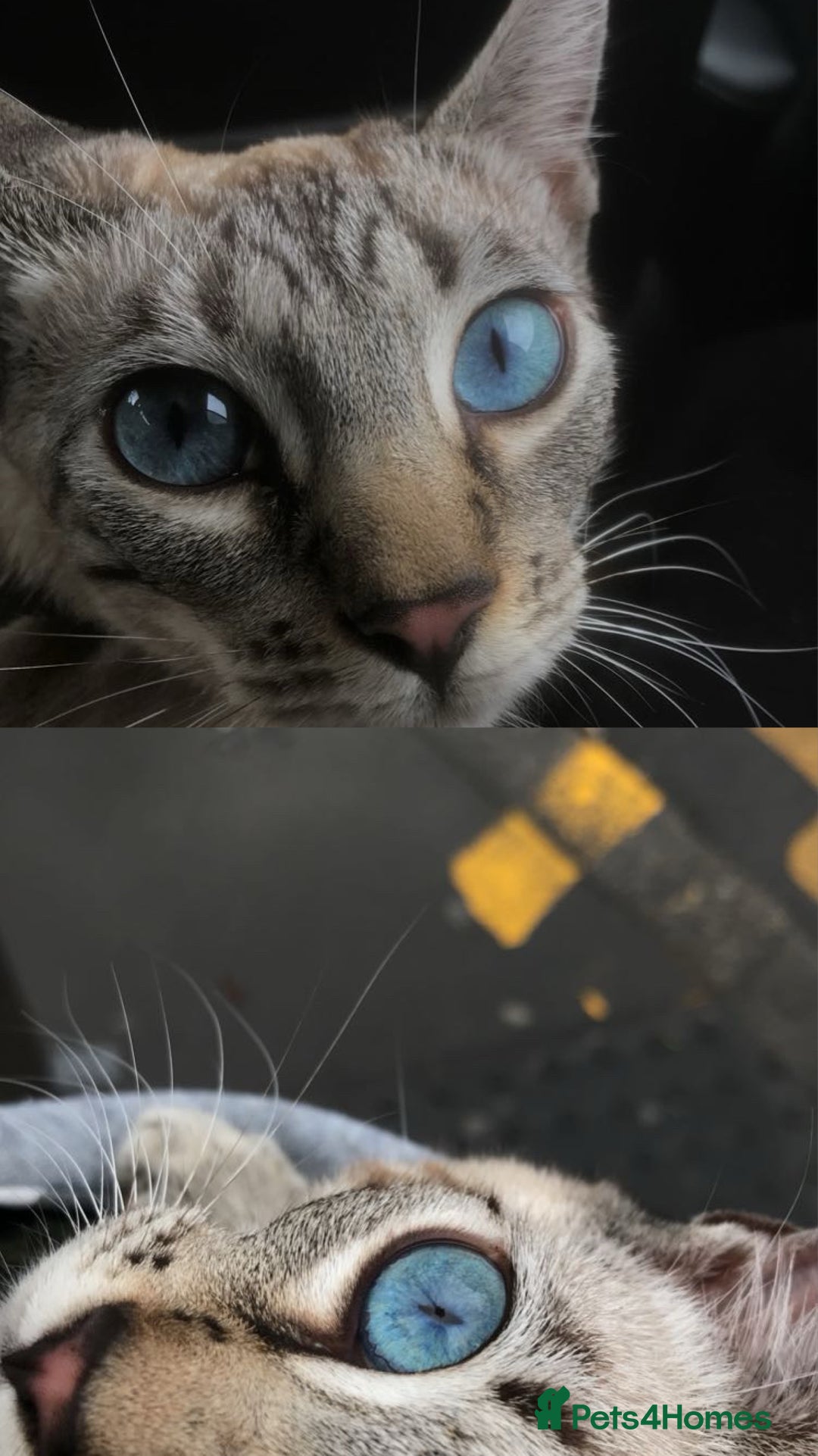 Bengal cats for sale: 5 Bengal Kittens (snow, brown, black) - Image 14