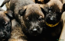 Belgian Shepherd Dog dogs for sale: Skye x Nines very last litter ever! 3B &7G  - Image 15