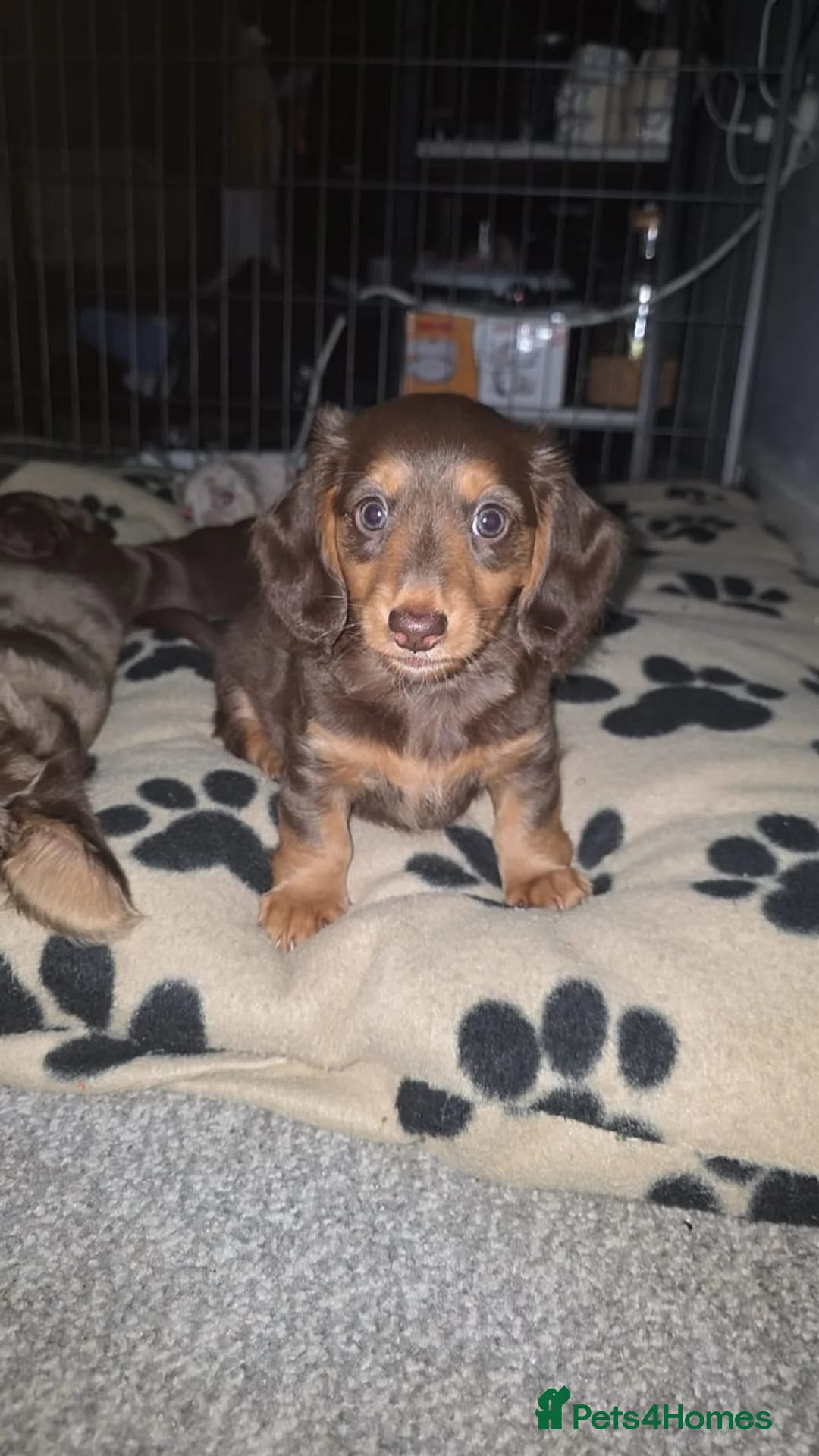 Miniature Dachshund dogs for sale: Beautiful Long-Haired Miniature Dachshund Puppies - Advert 6