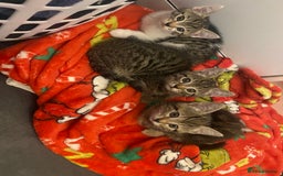 Mixed Breed cats for sale: Tabby kittens  - Image 3