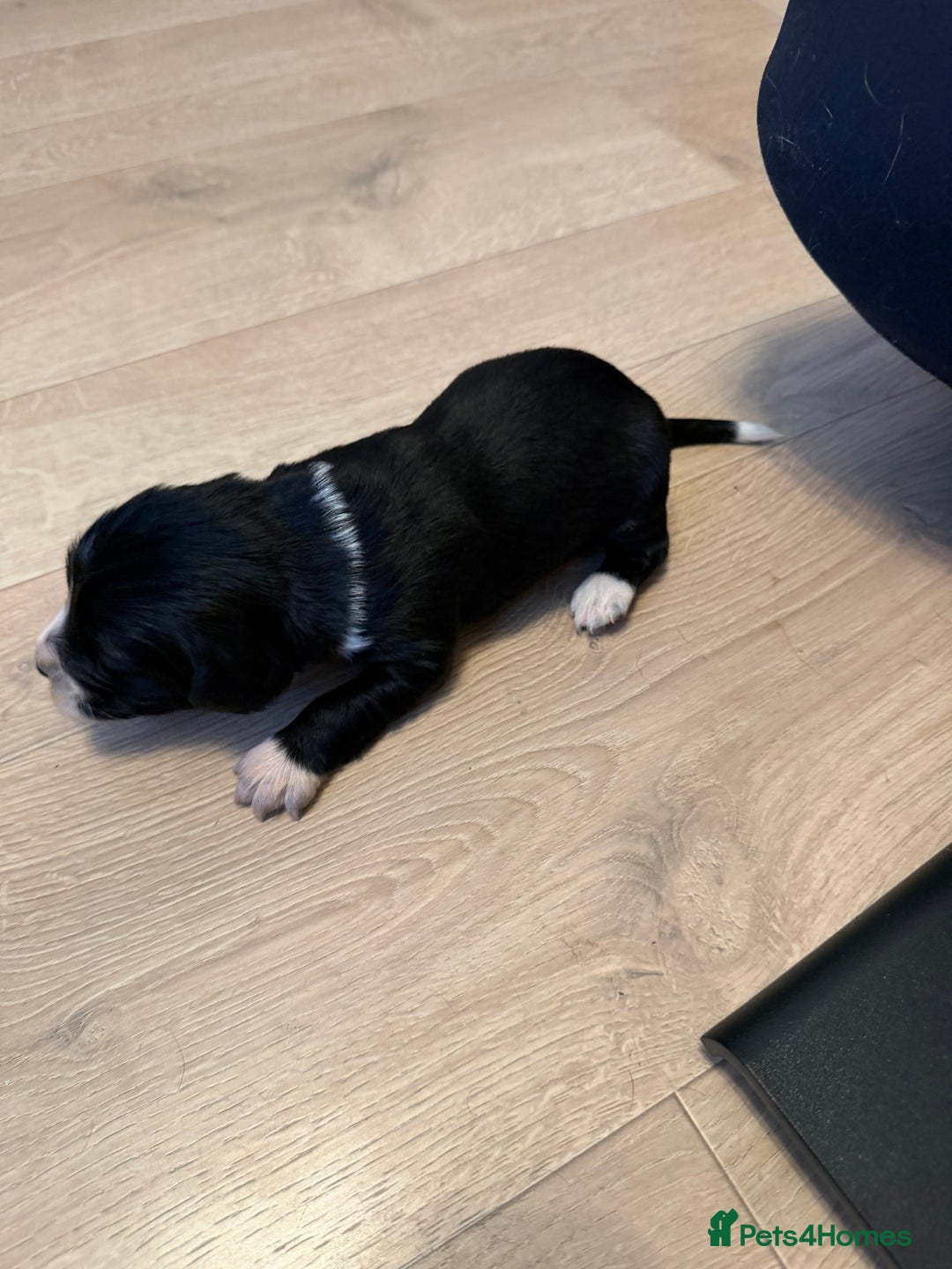 Sprollie dogs for sale: 6 Male Sprollies For Sale - Advert 9