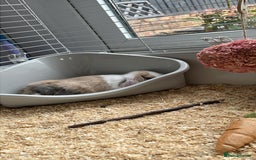 Mini Lop rabbits for sale: beautiful mini lop girl  - Image 4