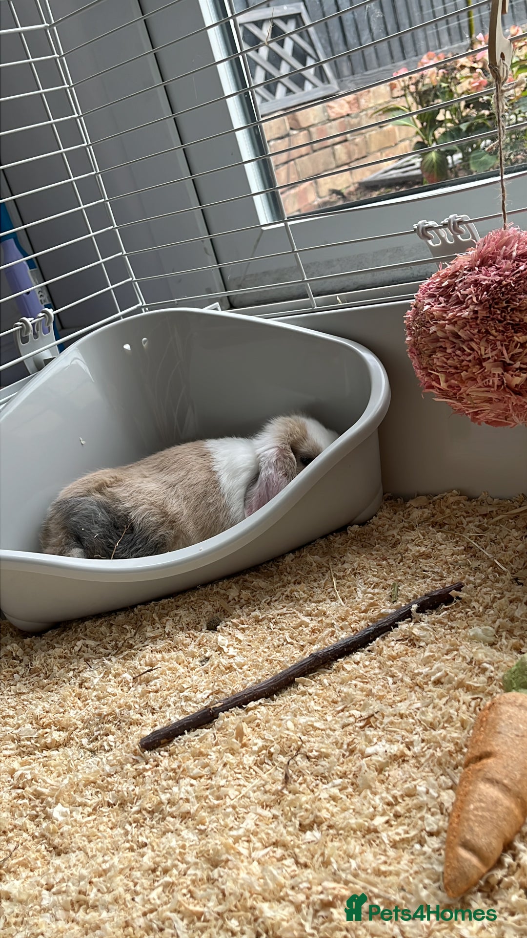 Mini Lop rabbits for sale: beautiful mini lop girl  - Image 4