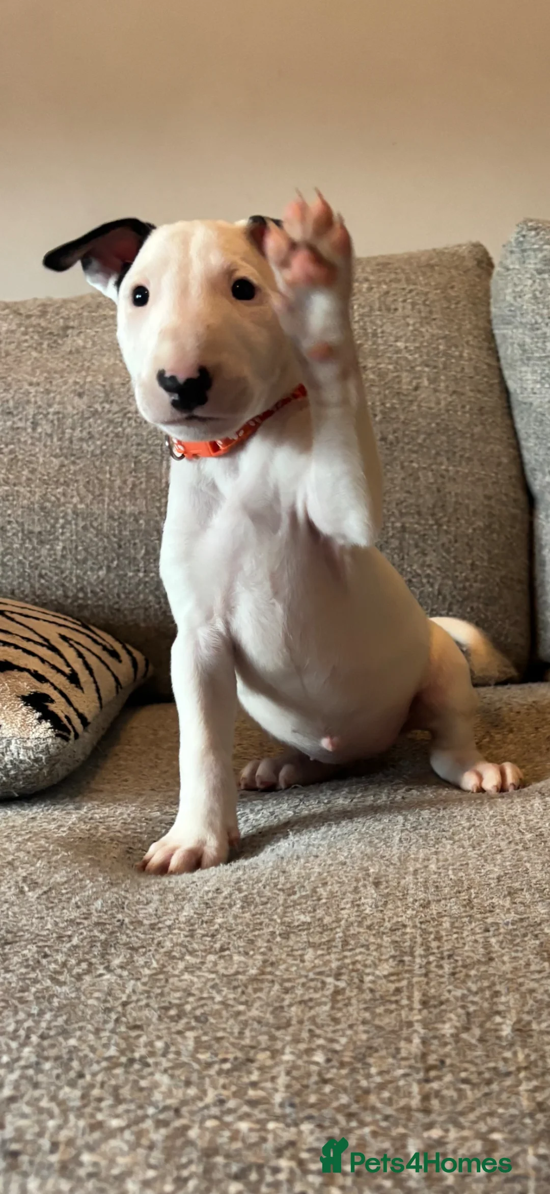 English Bull Terrier dogs for sale: Beautiful bullterrier female  - Advert 2