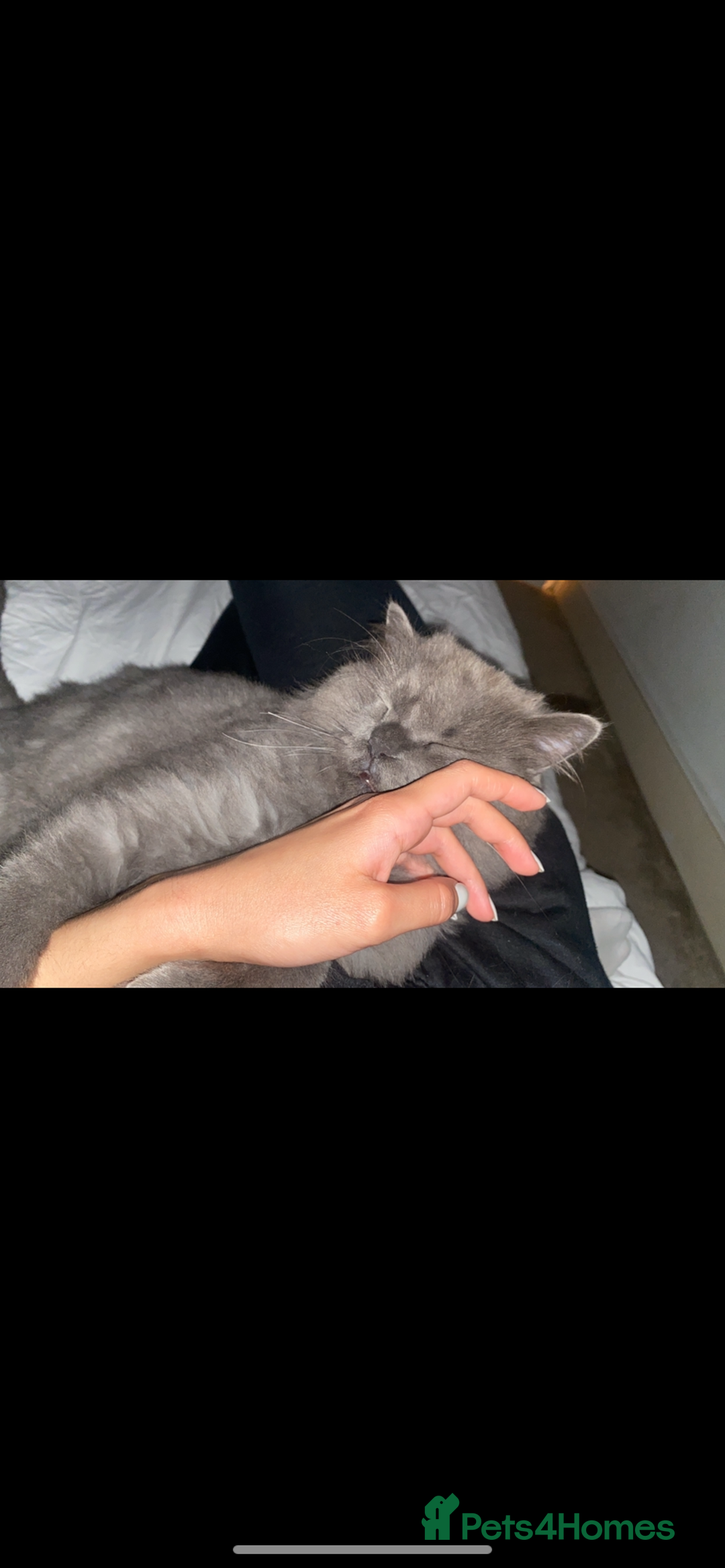 British Longhair cats for sale: Silver British Longhair  - Advert 4