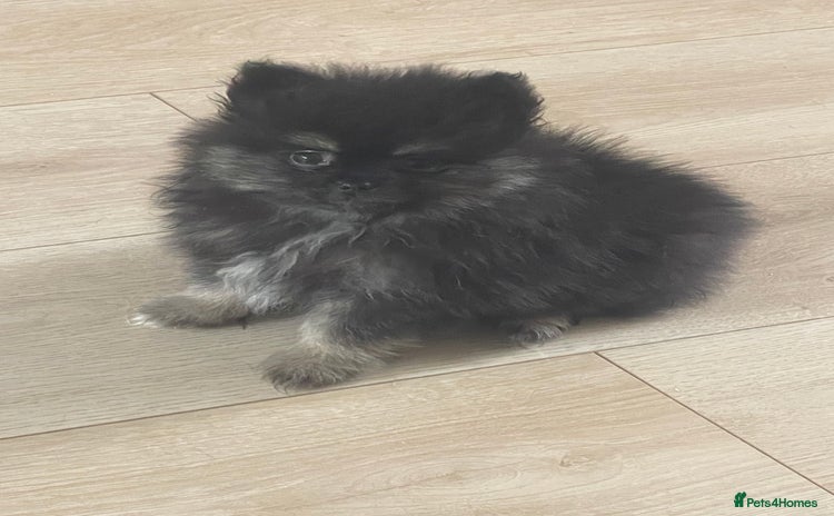 Pomeranian dogs - Advert 1