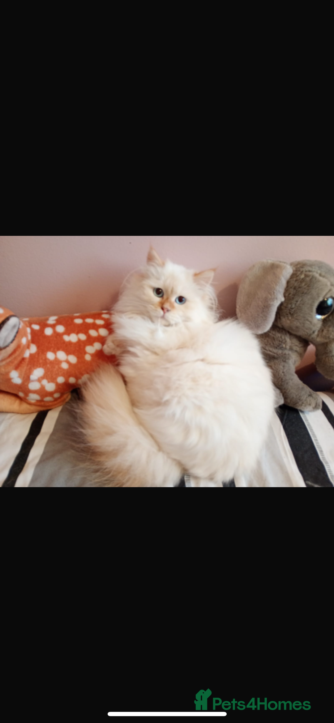 Siberian cats for sale: Beautiful ginger pure Siberian male for sale - Advert 2