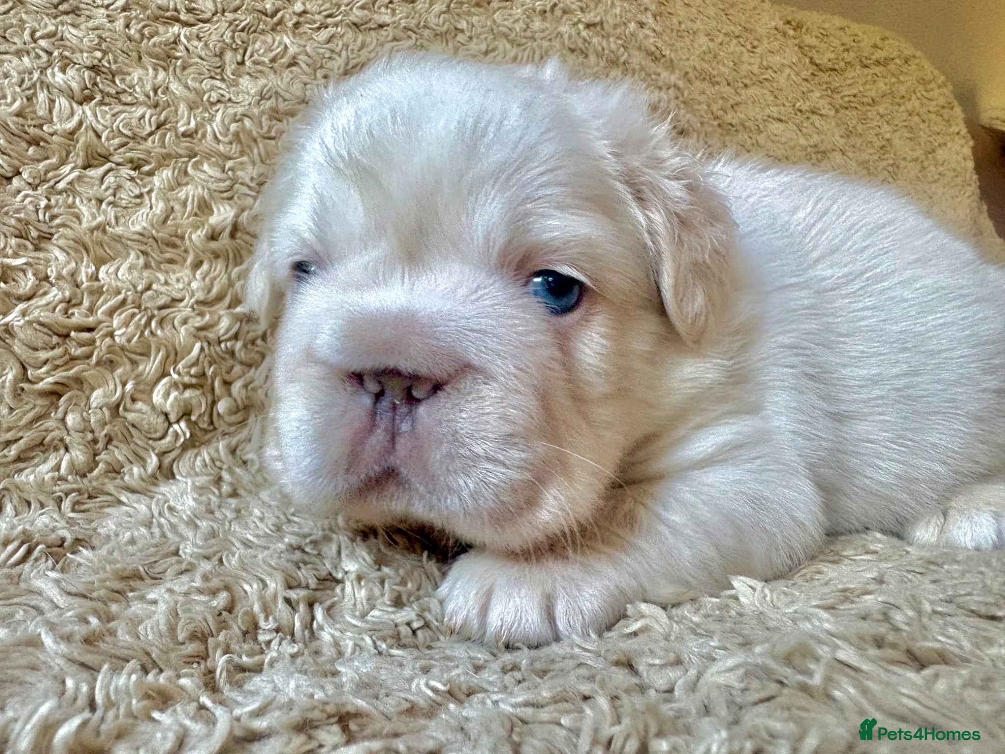 French Bulldog dogs for sale: French Bulldog Babies Ready Soon - Advert 10