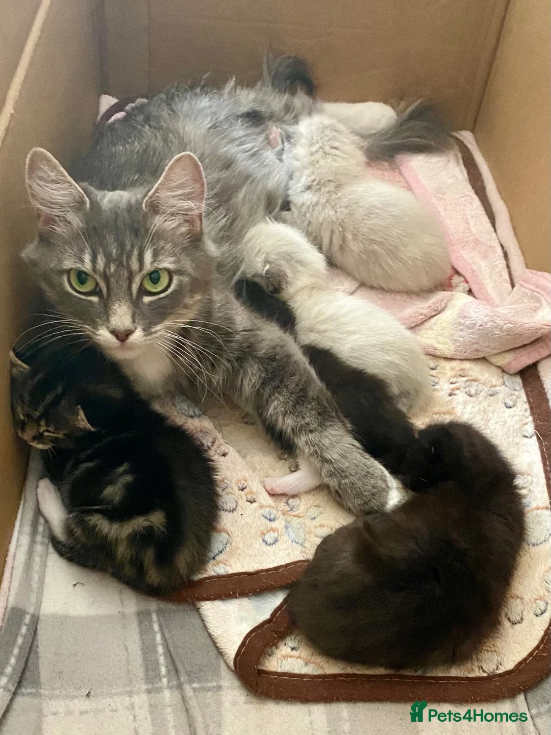 Mixed Breed cats for sale: Kittens for sale  - Advert 1