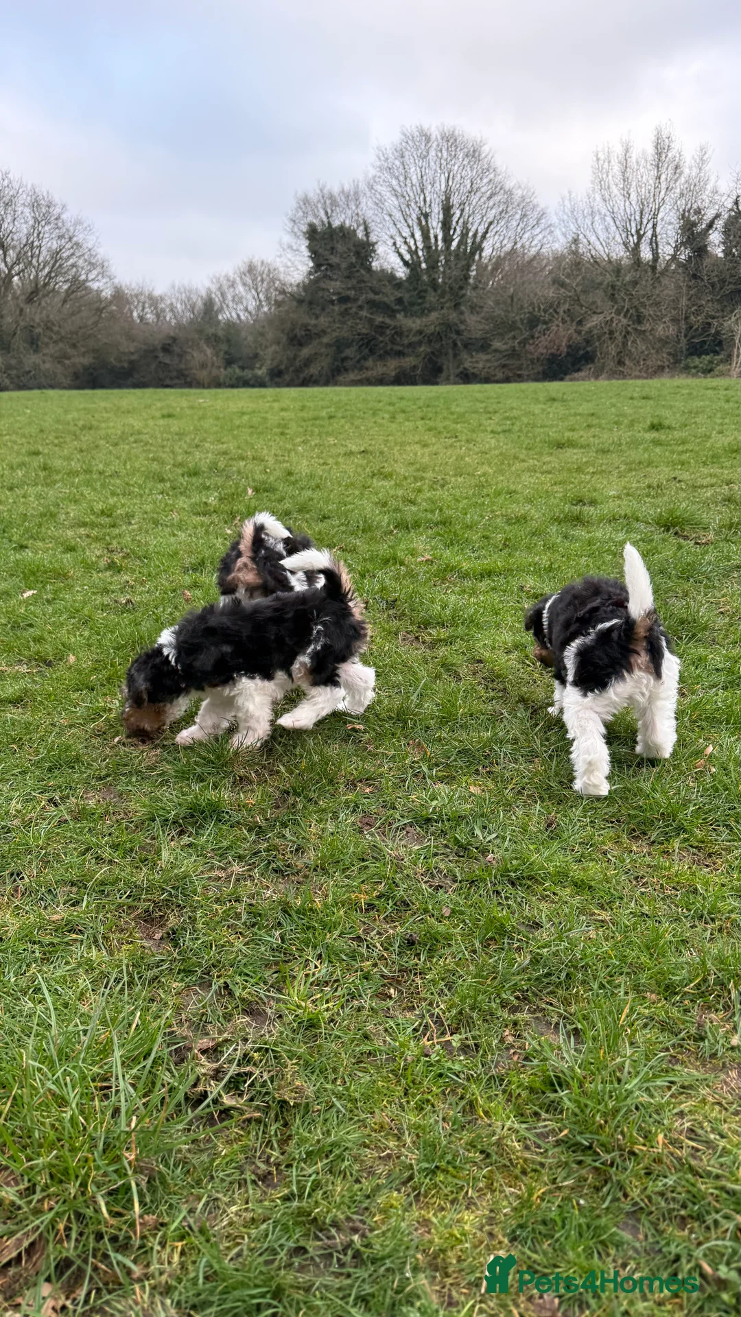 Fox Terrier dogs for sale: Fox terrier puppies for sale - Advert 1