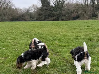 Fox Terrier dogs Fox terrier puppies for sale - Advert 1
