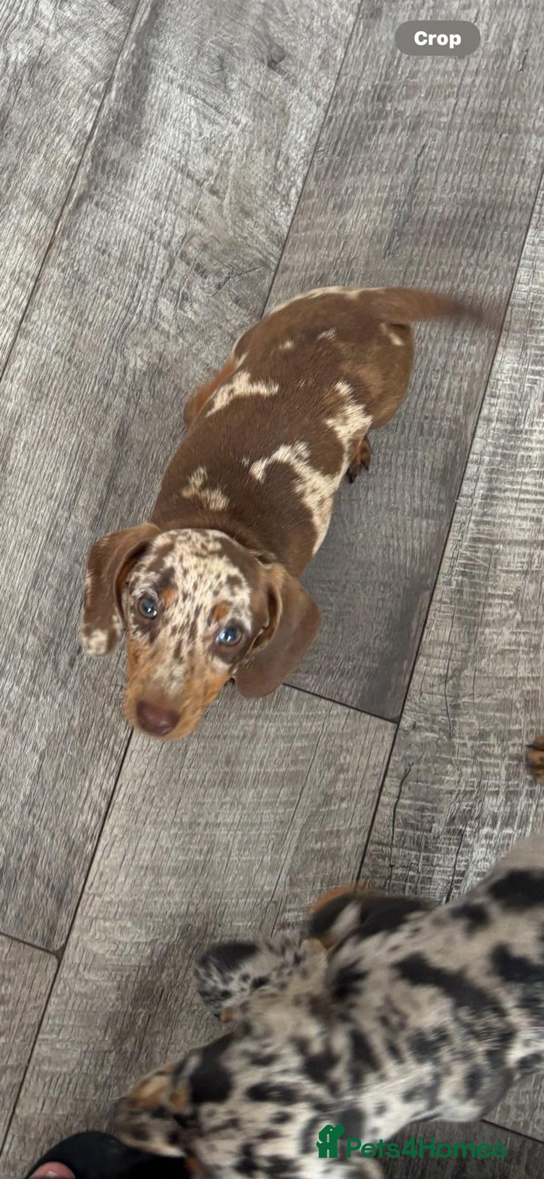 Dachshund dogs for sale: Miniture dachshund puppies  - Image 1