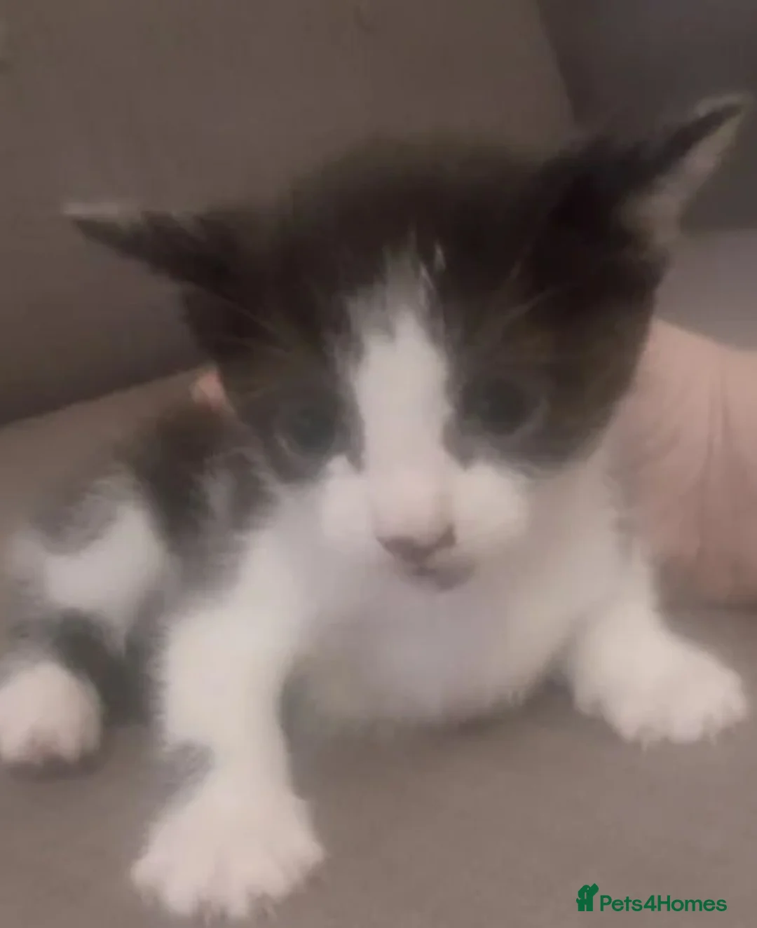 British Longhair cats for sale: Moggy kittens - Advert 2
