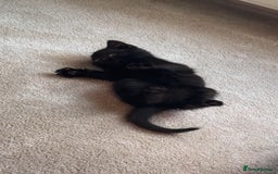 British Shorthair cats for sale: British Blue x kittens - Image 12