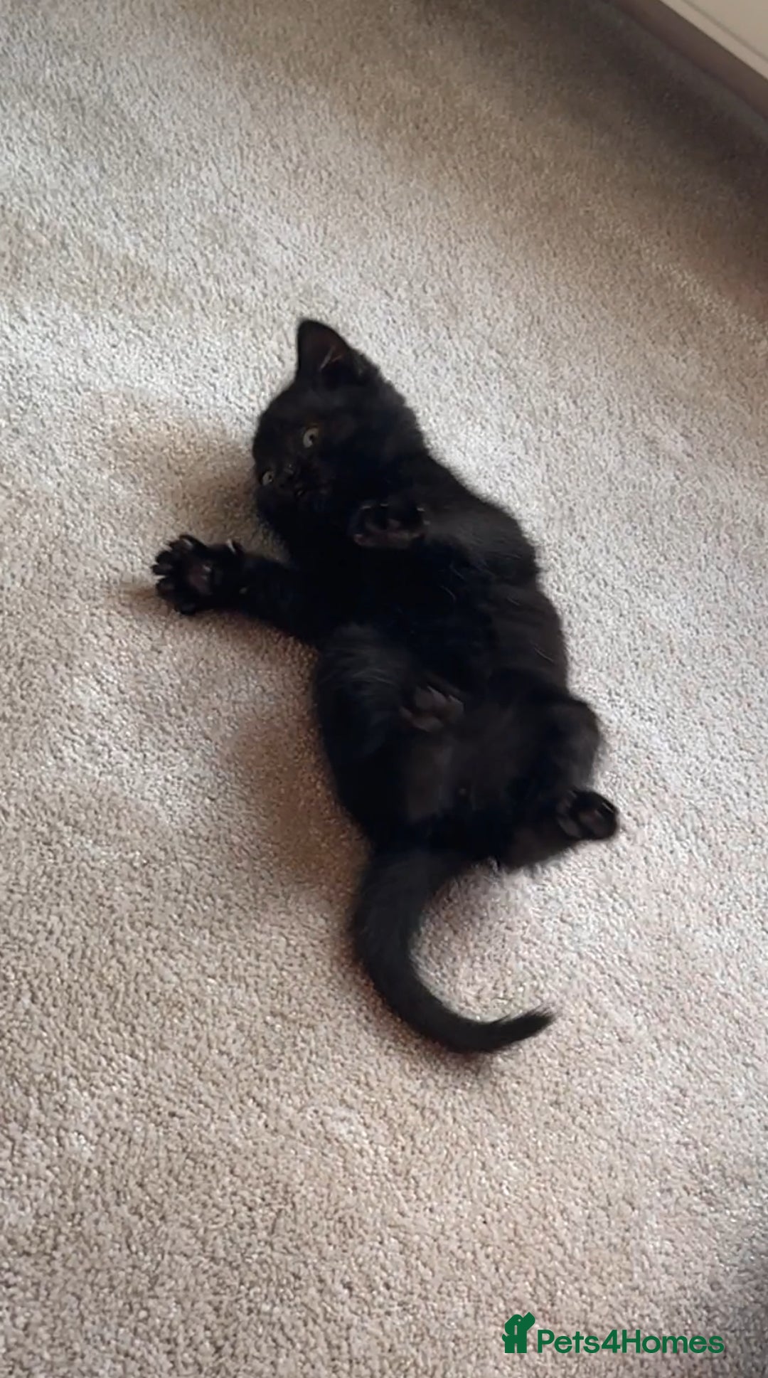 British Shorthair cats for sale: British Blue x kittens - Image 12