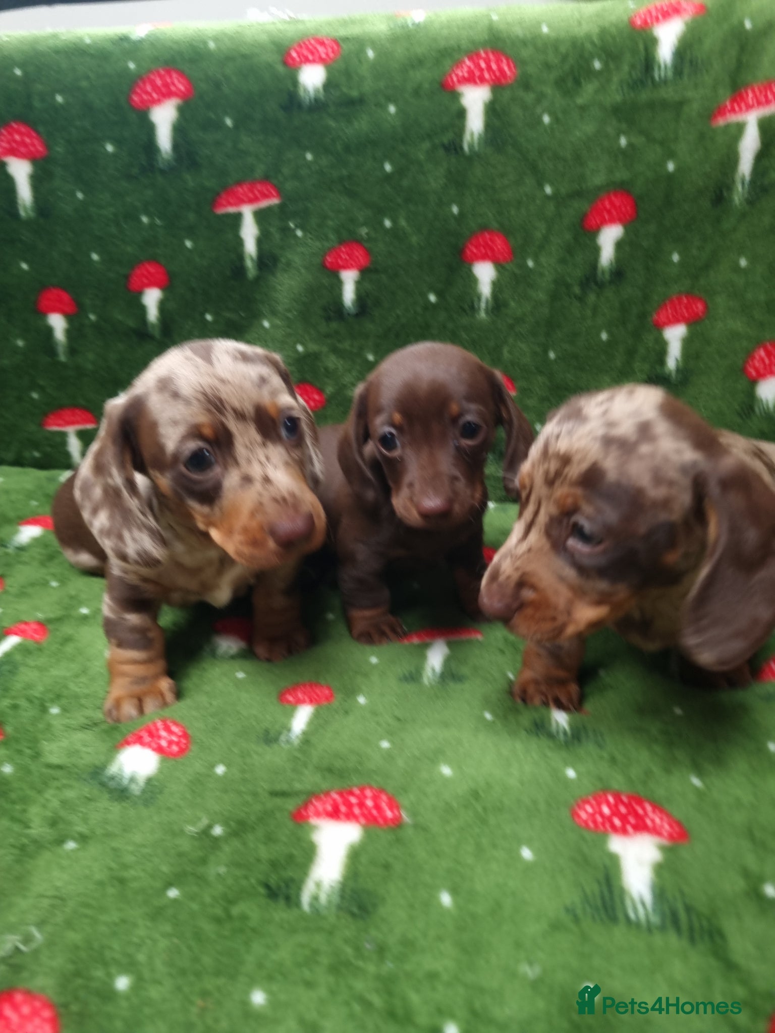 Miniature Dachshund dogs Miniature dachshund  - Advert 3