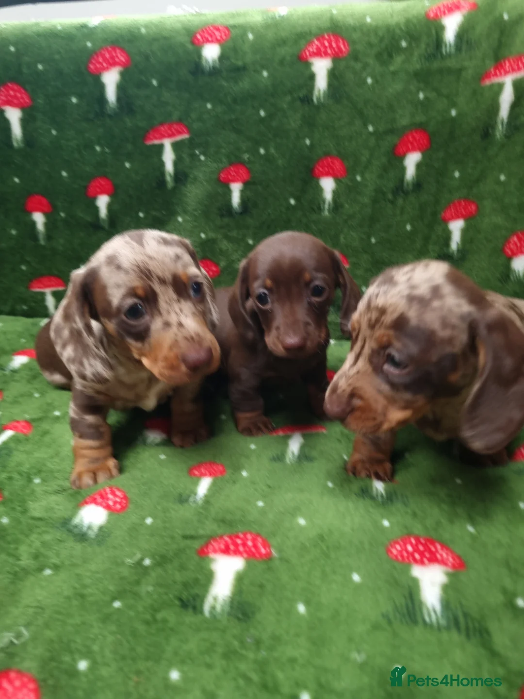 Miniature Dachshund dogs for sale: Miniature dachshund  - Advert 1