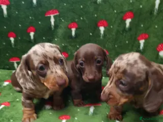 Miniature Dachshund dogs Miniature dachshund - Advert 3