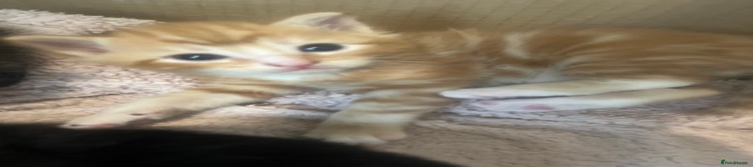 Mixed Breed Kitten 4