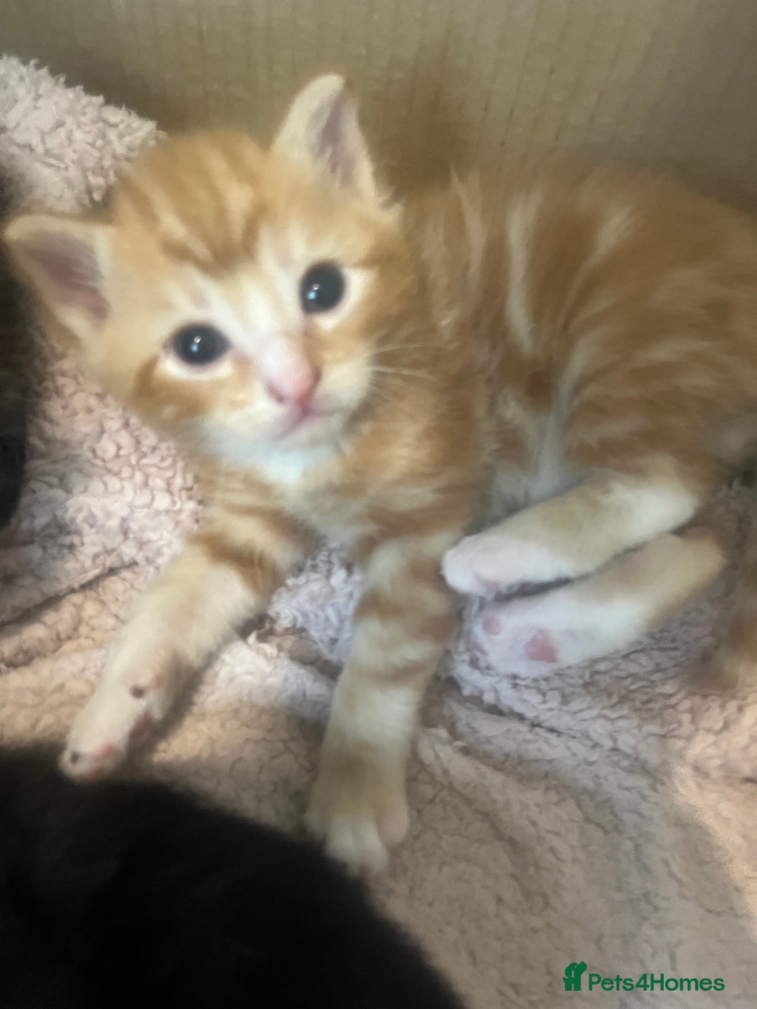 Mixed Breed cats for sale: Kittens for sale  - Image 1