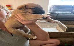 Mixed Breed dogs for sale: Belgian malinois x Anatolian shepherd mix pups 🐶  - Image 7