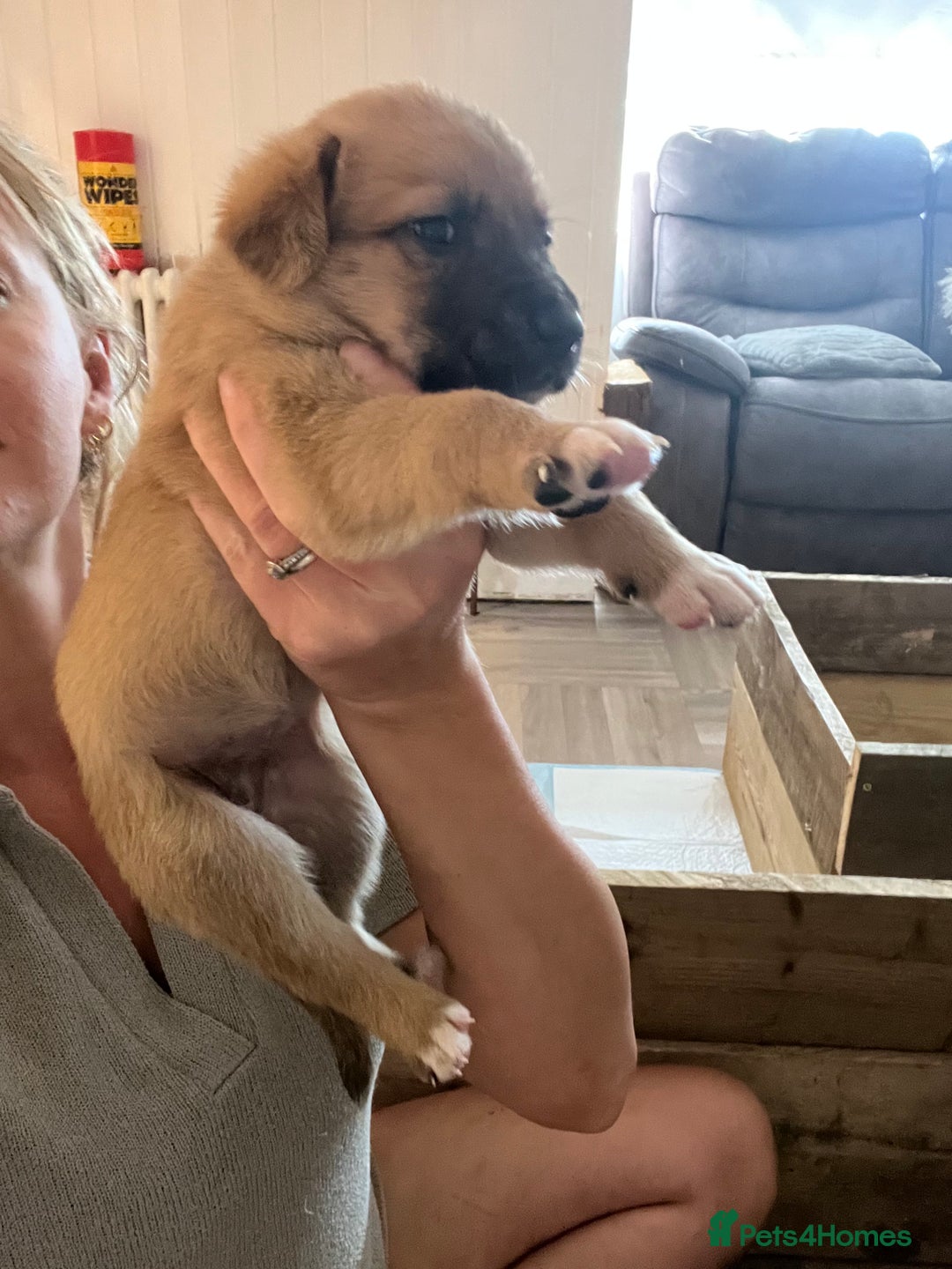 Mixed Breed dogs for sale: Belgian malinois x Anatolian shepherd mix pups 🐶  - Image 7