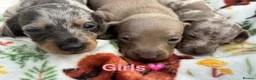 Miniature Dachshund dogs for sale: 8 MINI DACHSHUND!! - Advert 6
