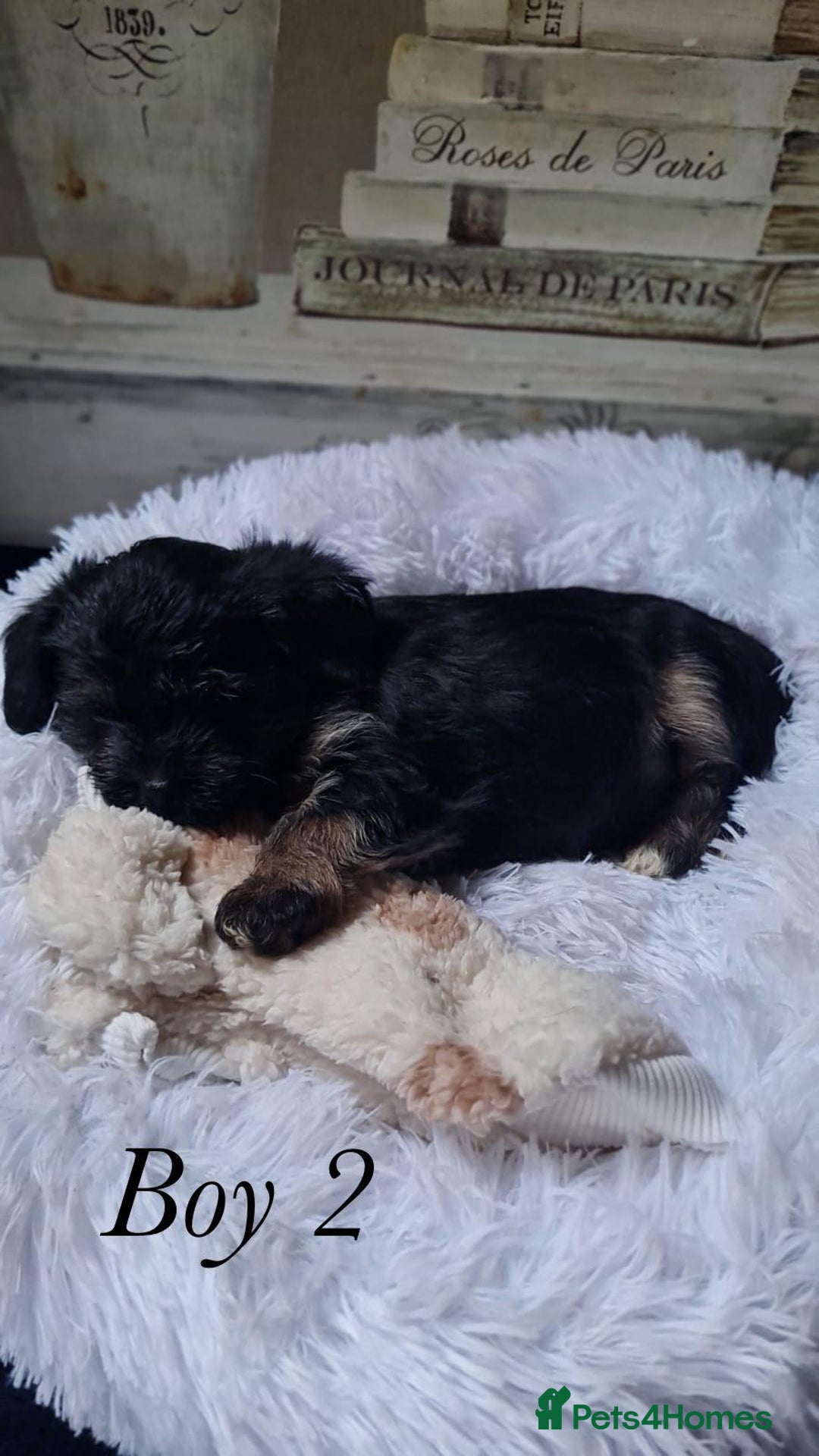Shorkie dogs for sale: 9 stunning shorkie puppies - Image 15