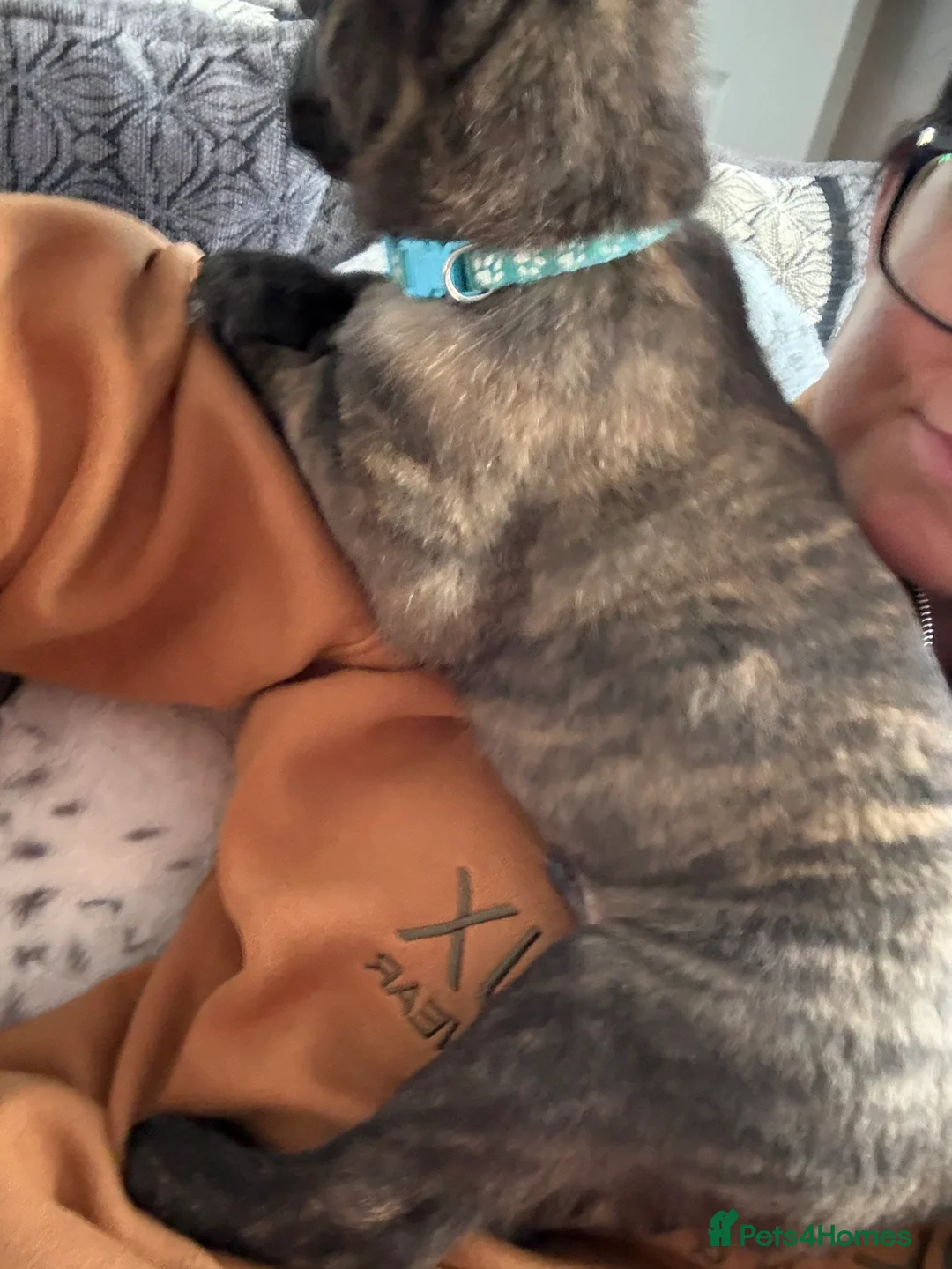 Mixed Breed dogs for sale: Belgium Malinois x Dutch Herder Puppies - Advert 24