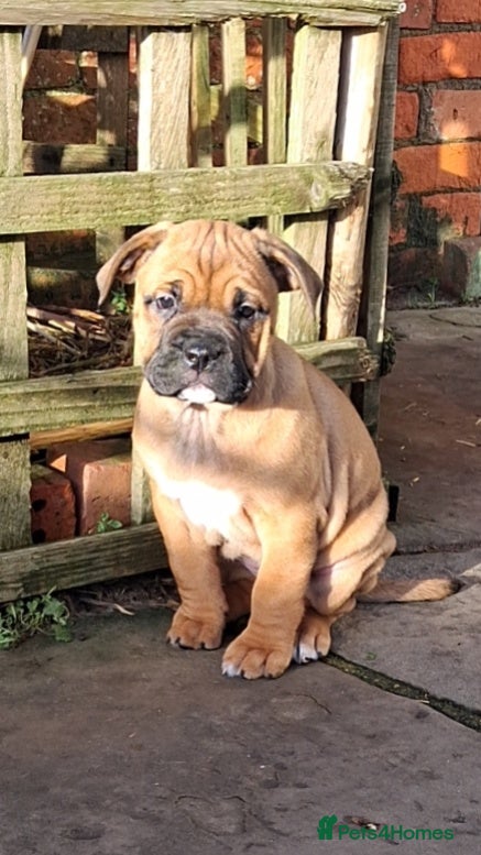 Mixed Breed dogs Beautiful chunky pups last 3 girls remaining  - Advert 7