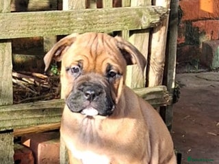 Mixed Breed dogs Beautiful chunky pups last 3 girls remaining - Advert 1