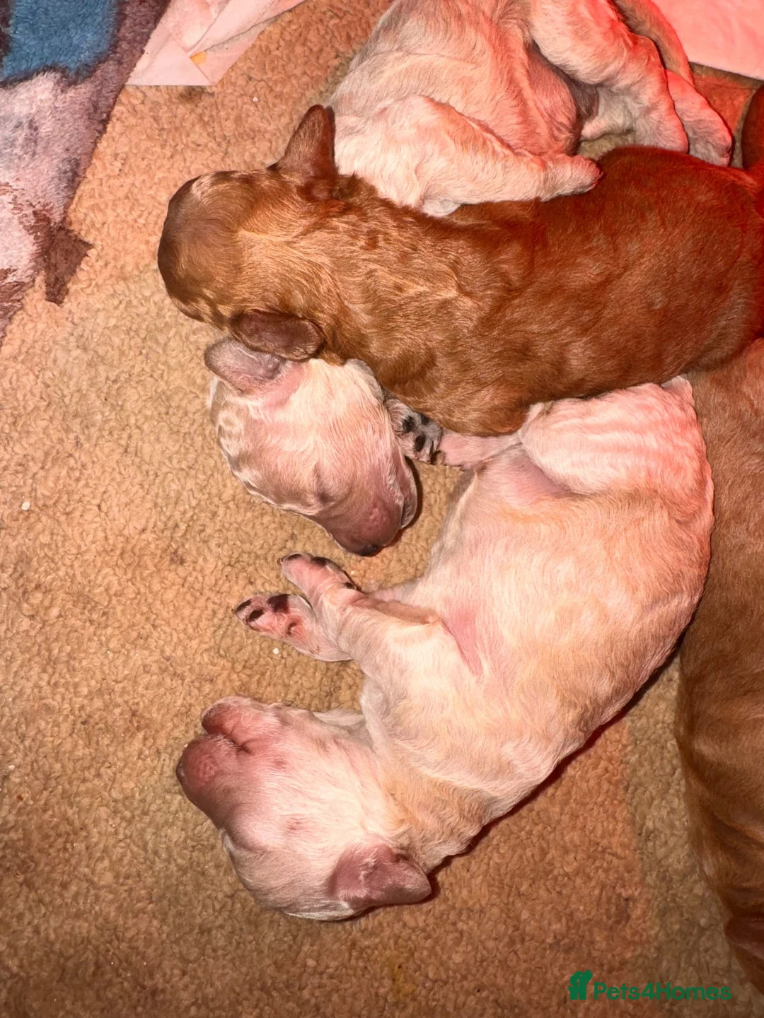 Labradoodle dogs for sale: Labradoodle puppies - Advert 2