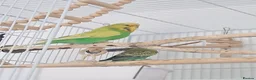 Budgerigars birds for sale: 2 budgies  - Advert 5