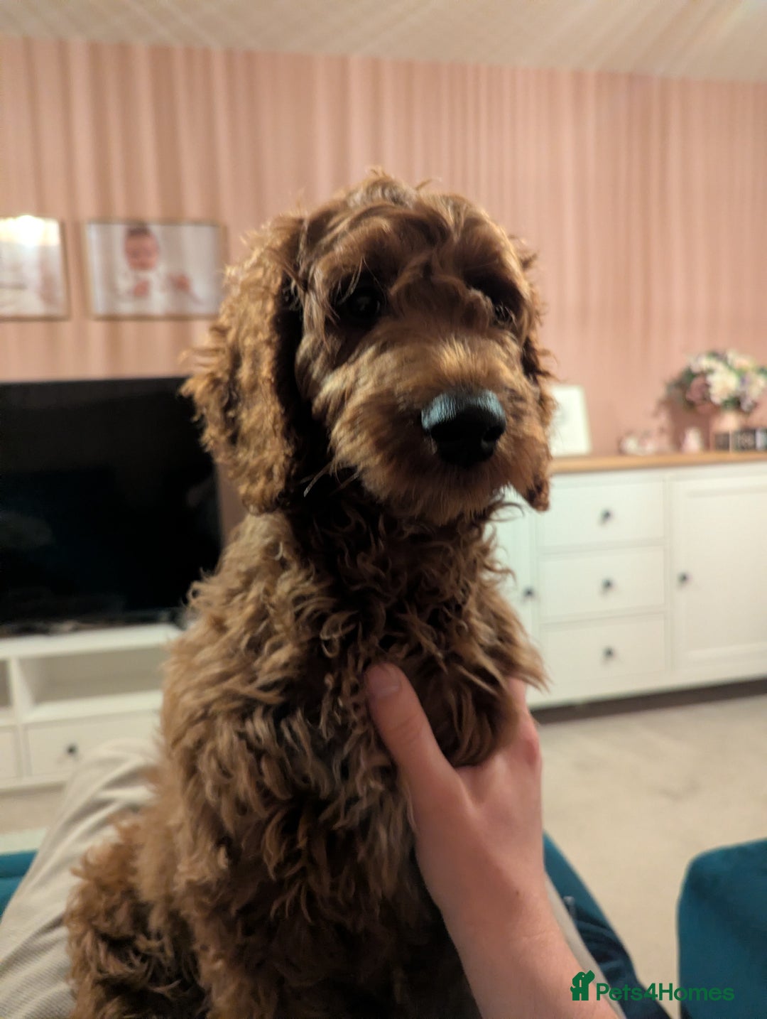 Mini Goldendoodle dogs for sale: Miniature Golden Doodle for sale - Advert 3