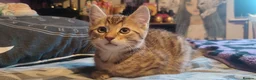 Mixed Breed cats for sale: 1 beautiful Male Tabby Kitten - Advert 4