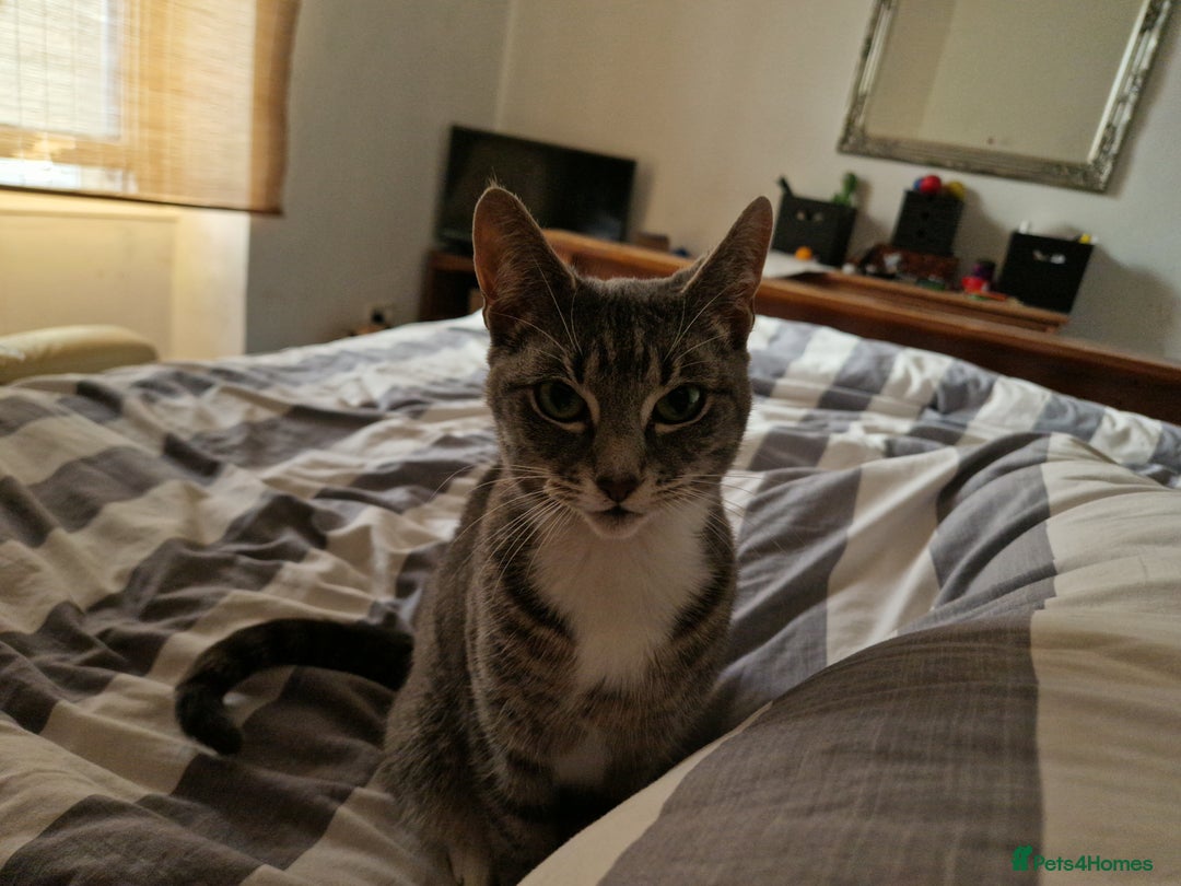 British Shorthair cats for sale:  CHOOKY needs a home - Advert 1