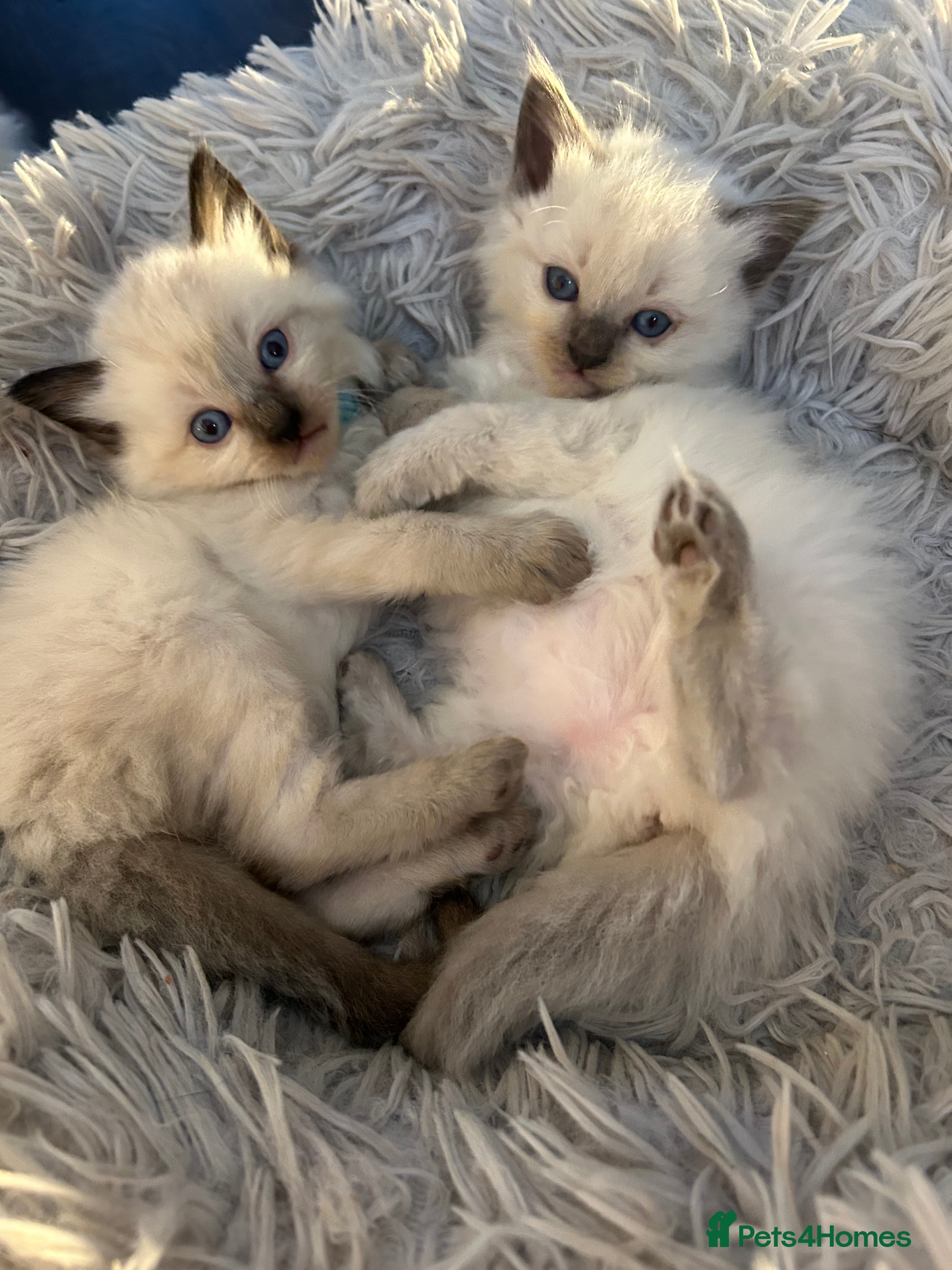 Ragdoll cats Beautiful Kittens Ragdoll - Advert 6