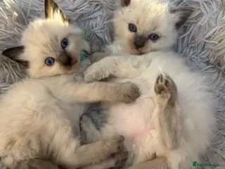 Ragdoll cats Beautiful Kittens Ragdoll - Advert 6