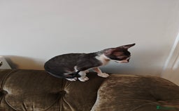 Cornish Rex cats for sale: Cornish Rex kitten  - Image 4