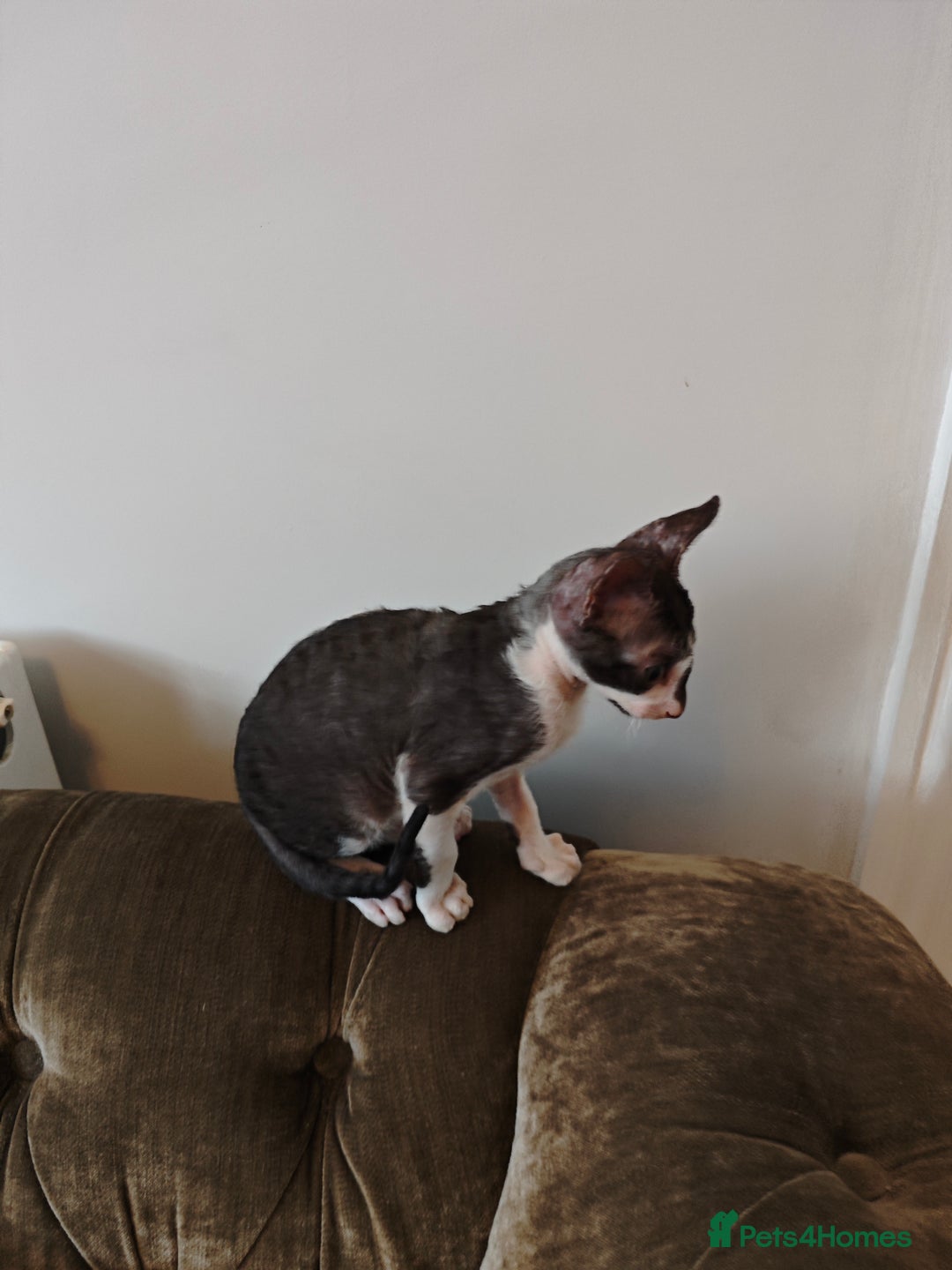 Cornish Rex cats for sale: Cornish Rex kitten  - Image 4
