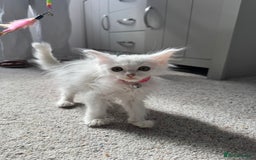 Maine Coon cats for sale: Ready Now! White Maine Coon x Ragdoll 🐱 - Image 4